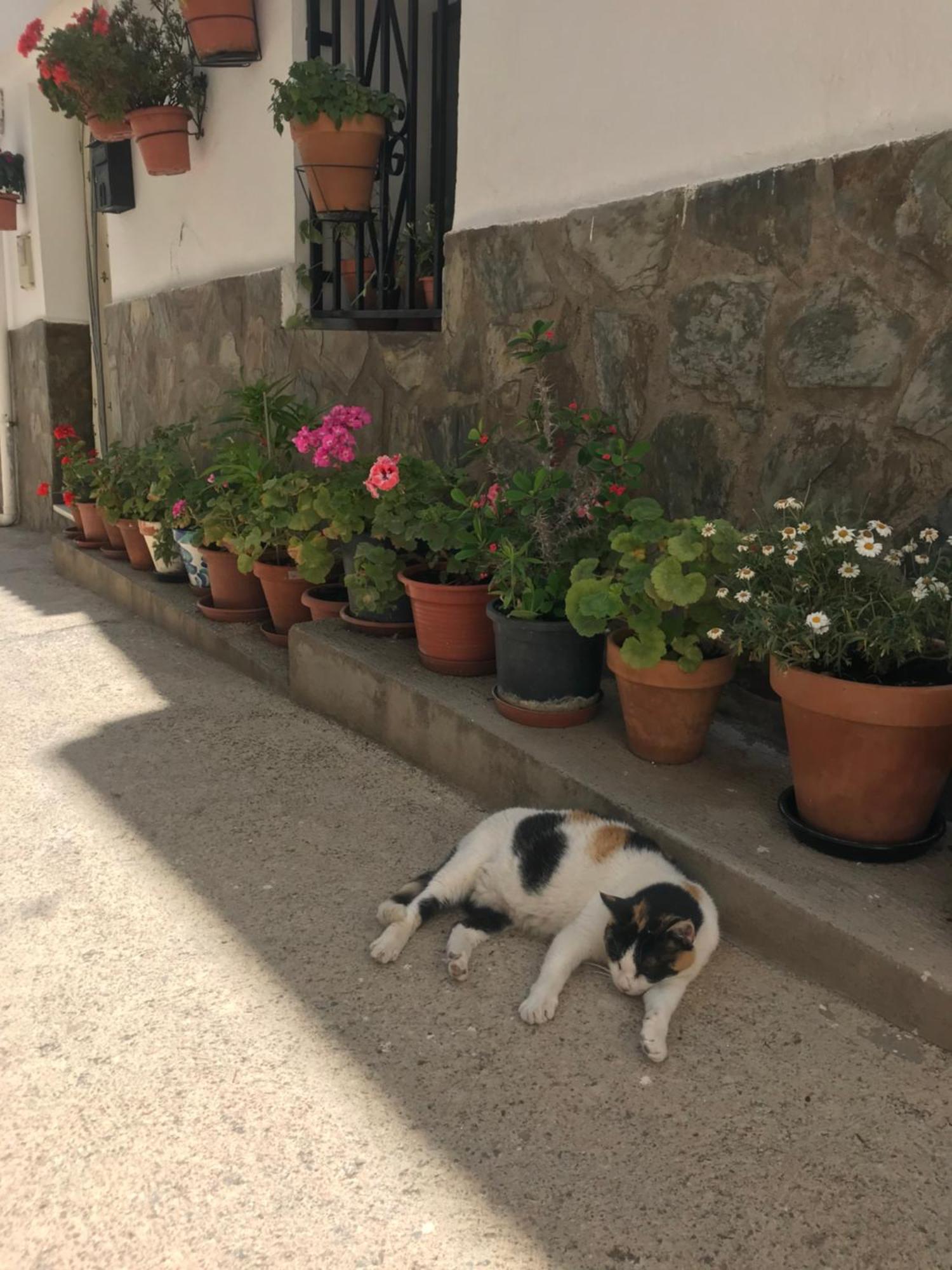 Casa Amigos Sorvilan- La Palmera المظهر الخارجي الصورة